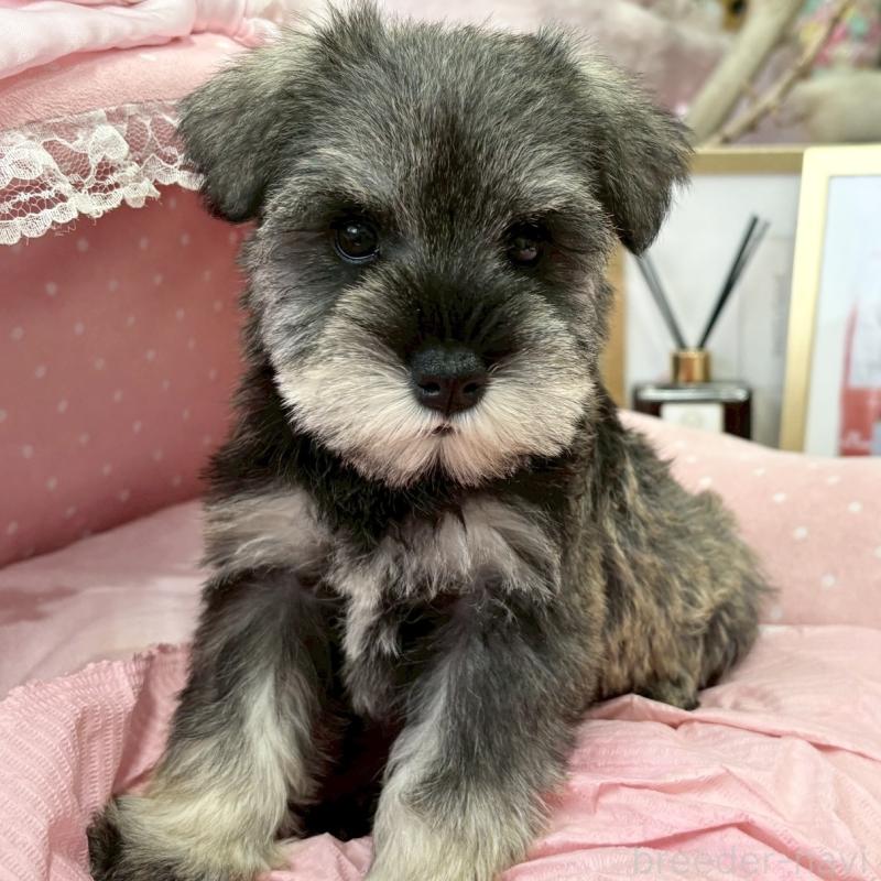 販売中の大阪府のミニチュアシュナウザー-427218の3枚目