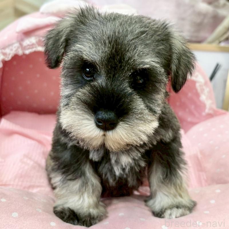 販売中の大阪府のミニチュアシュナウザー-427218の2枚目