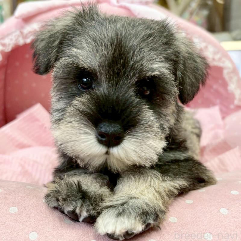 販売中の大阪府のミニチュアシュナウザー-427218