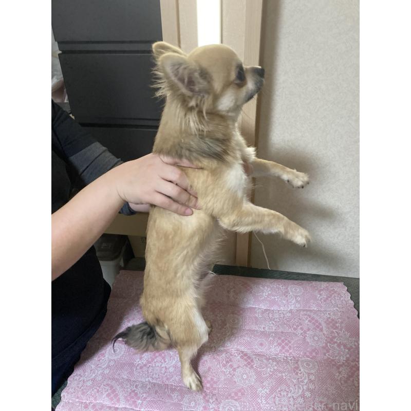 販売中の千葉県のチワワ(ロングコート)-408658の8枚目