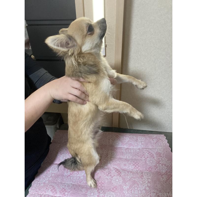 販売中の千葉県のチワワ(ロングコート)-408658の7枚目