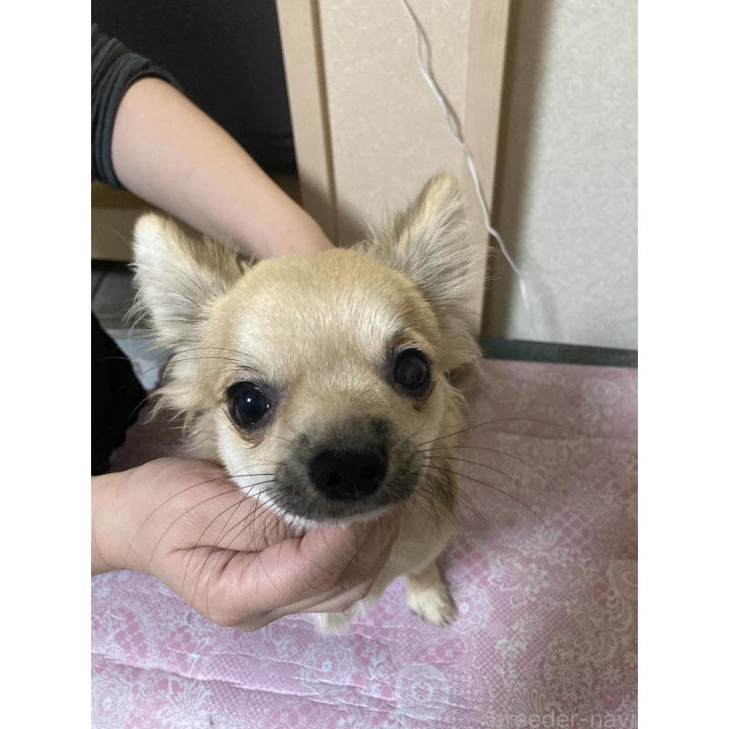 販売中の千葉県のチワワ(ロングコート)-408658の5枚目