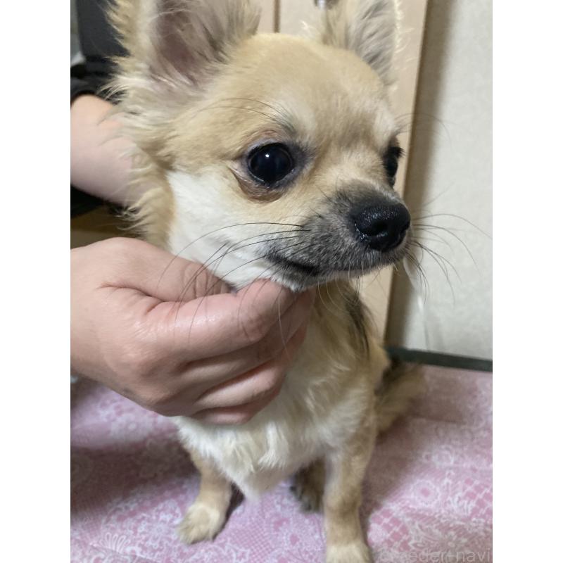 販売中の千葉県のチワワ(ロングコート)-408658の3枚目