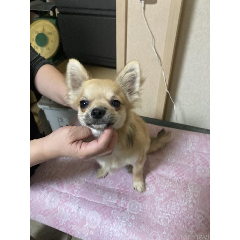 販売中の千葉県のチワワ(ロングコート)-408658の2枚目