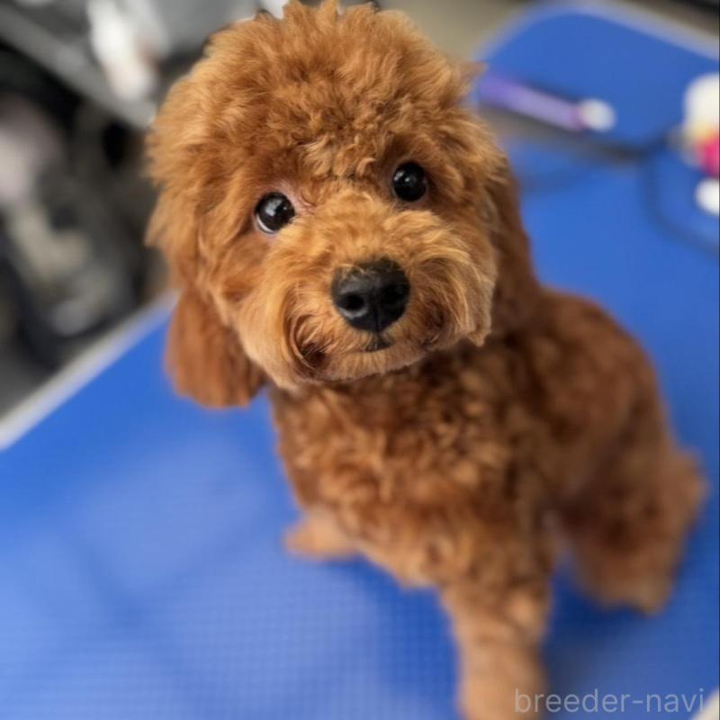 販売中の群馬県のトイプードル-427220の2枚目