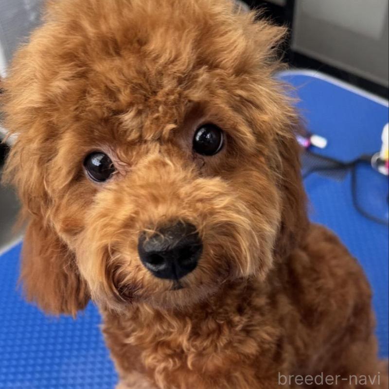 販売中の群馬県のトイプードル-427220