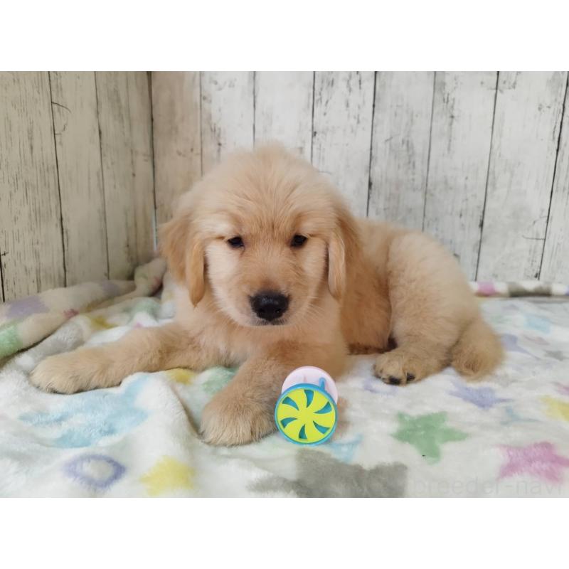 成約済の三重県のゴールデンレトリーバー-425797の5枚目