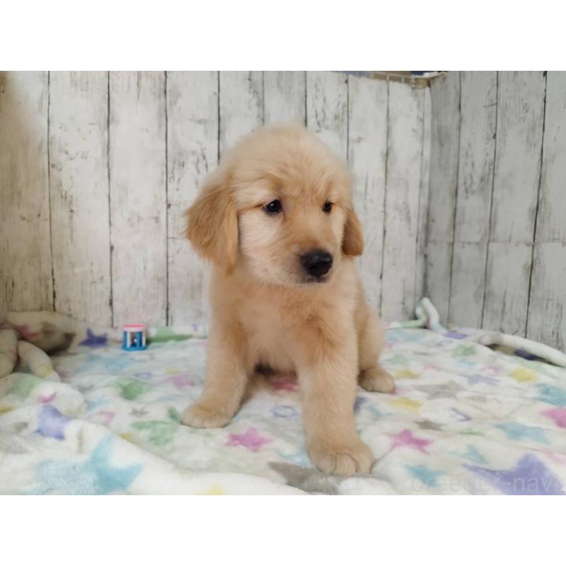 成約済の三重県のゴールデンレトリーバー-425797の4枚目