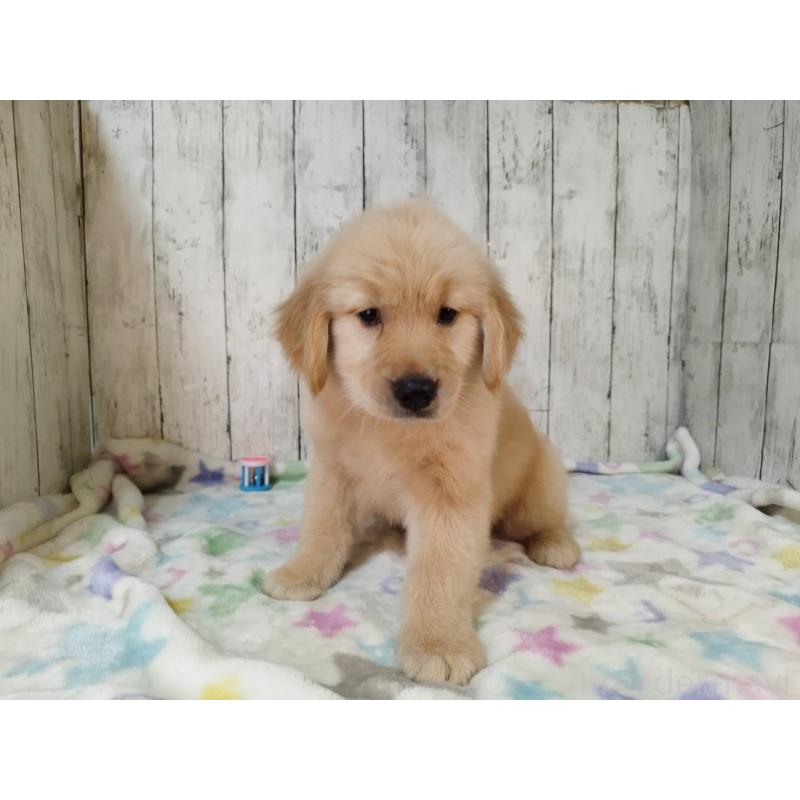 成約済の三重県のゴールデンレトリーバー-425797の3枚目