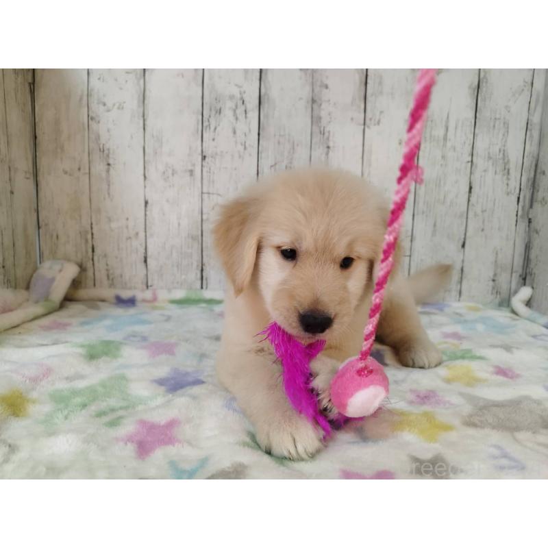 成約済の三重県のゴールデンレトリーバー-425789の5枚目