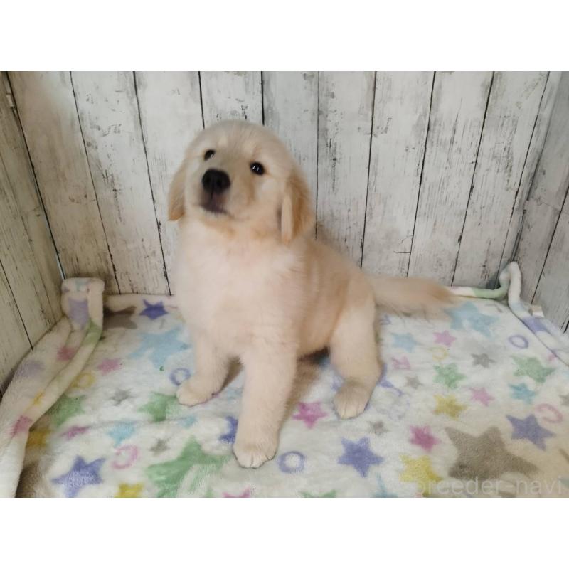 成約済の三重県のゴールデンレトリーバー-425789の4枚目