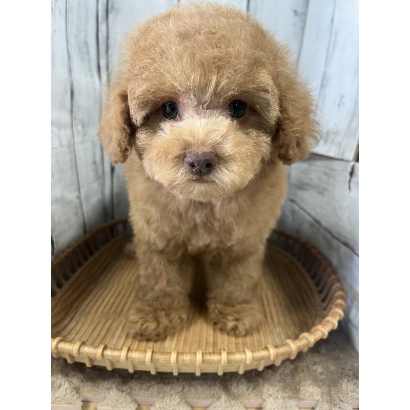 成約済の山梨県のトイプードル-424990の6枚目