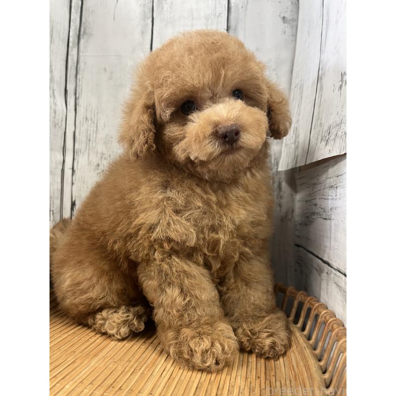 成約済の山梨県のトイプードル-424990の5枚目