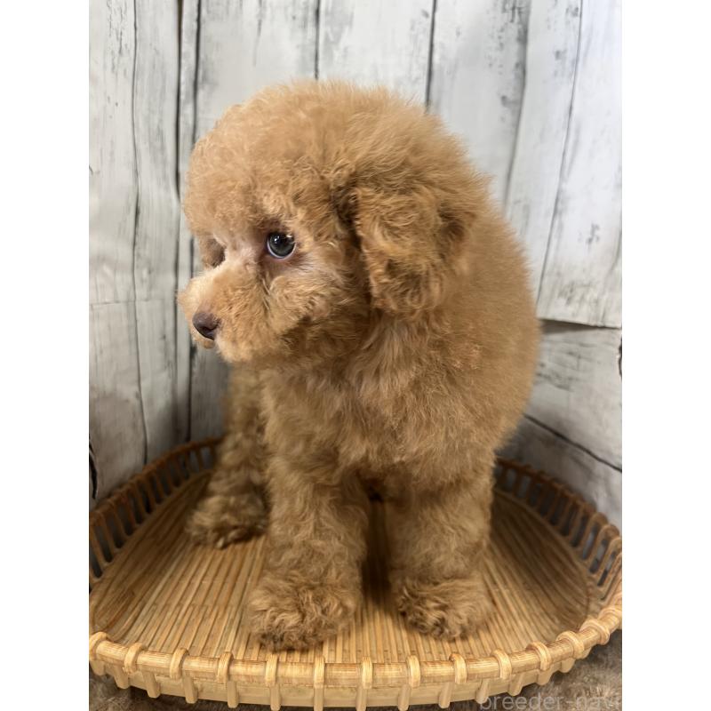 成約済の山梨県のトイプードル-424990の4枚目