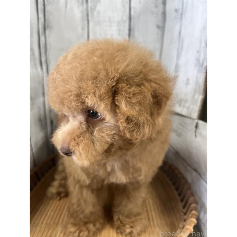 成約済の山梨県のトイプードル-424990の3枚目