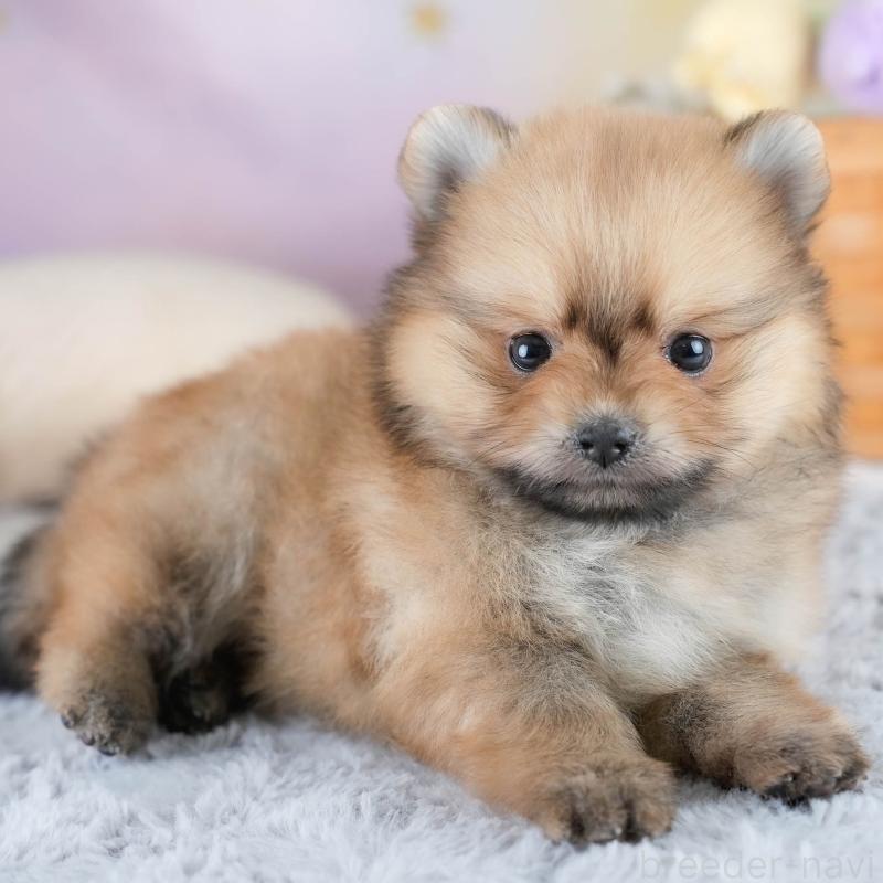 販売中ののポメラニアン-427225