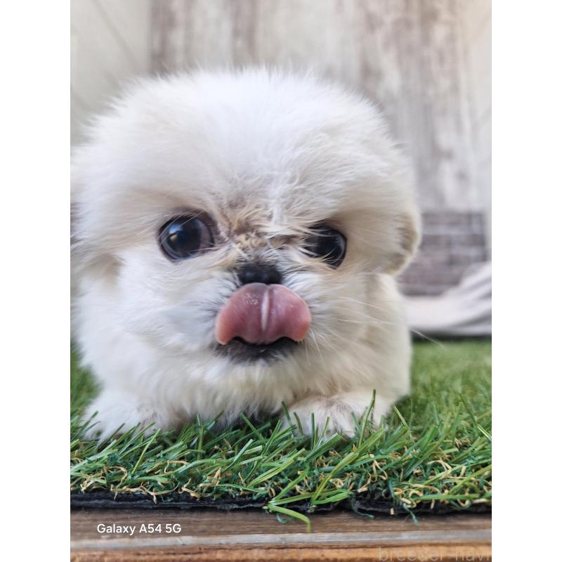 販売中の三重県のペキニーズ-427223の6枚目