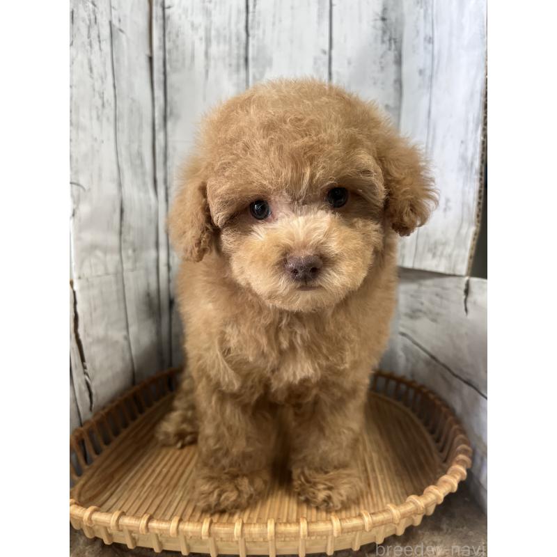 成約済の山梨県のトイプードル-424990の2枚目