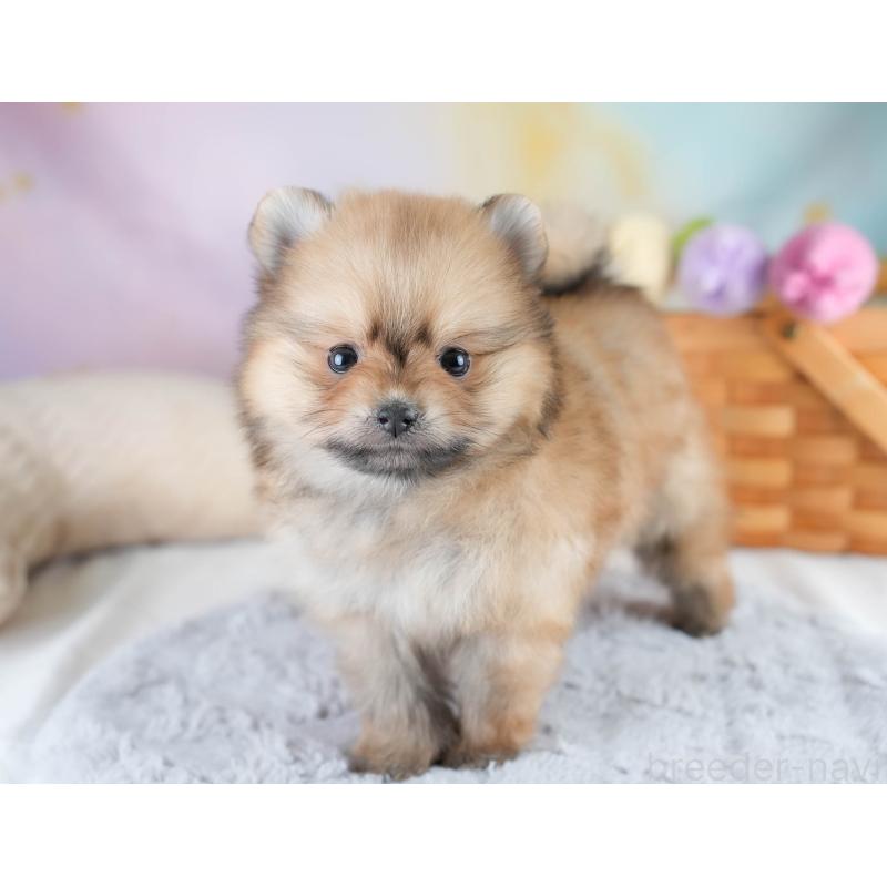 販売中の埼玉県のポメラニアン-427225の9枚目