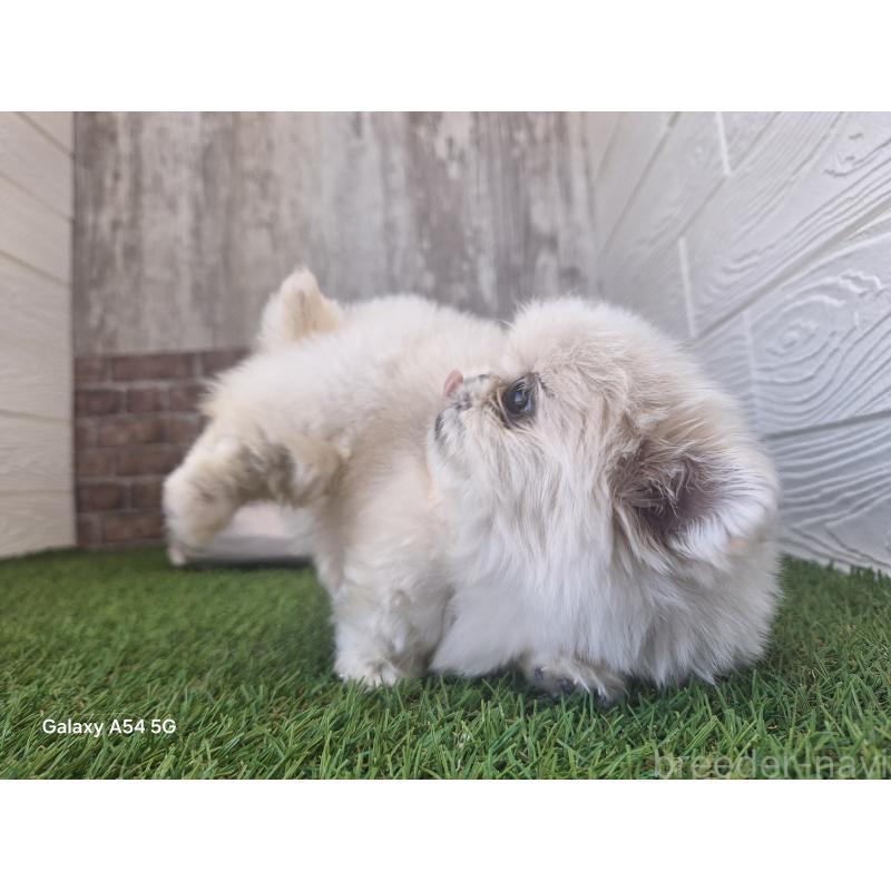 販売中の三重県のペキニーズ-427223の5枚目