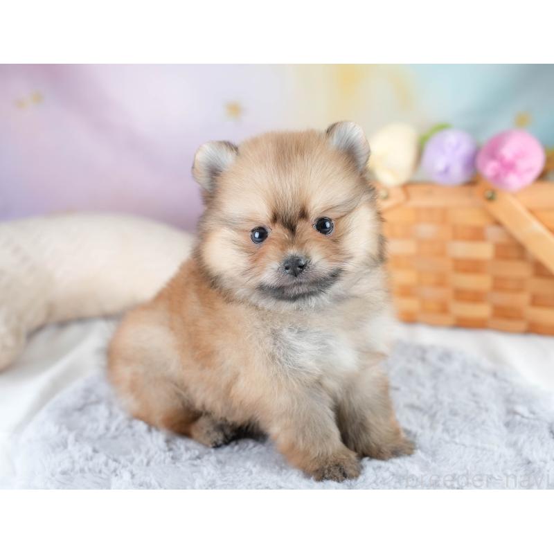 販売中の埼玉県のポメラニアン-427225の8枚目