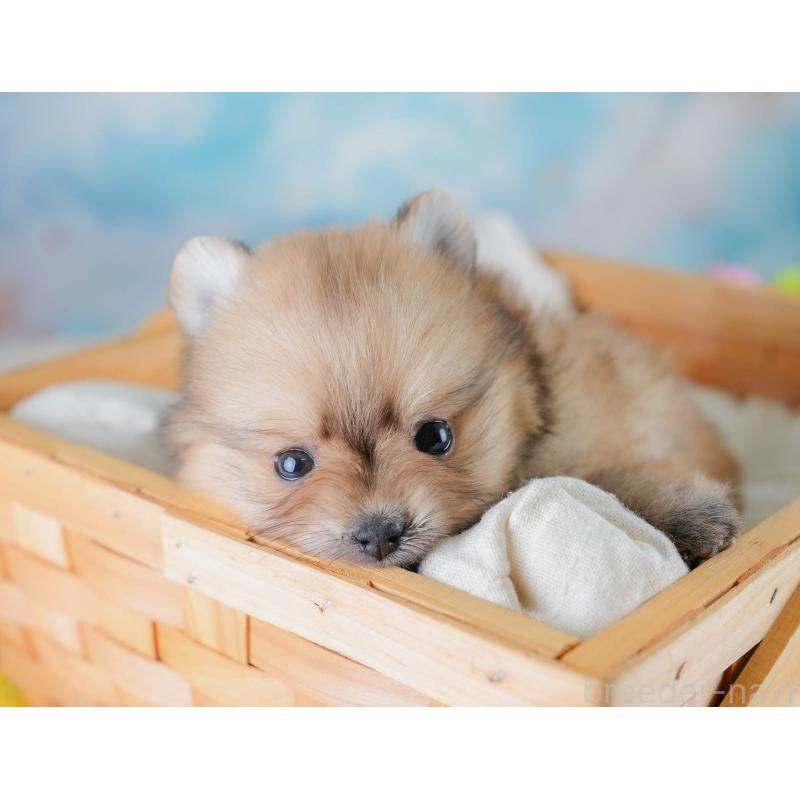 販売中の埼玉県のポメラニアン-427225の7枚目