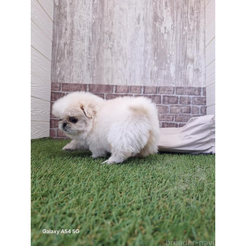 販売中の三重県のペキニーズ-427223の4枚目