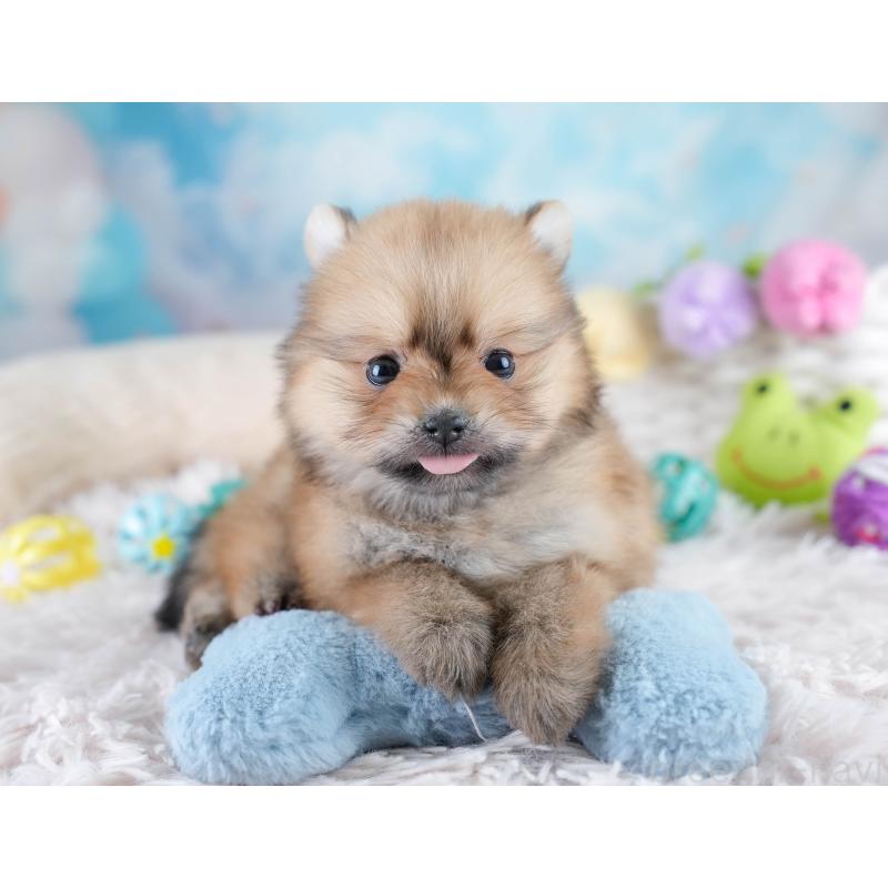 販売中の埼玉県のポメラニアン-427225の5枚目