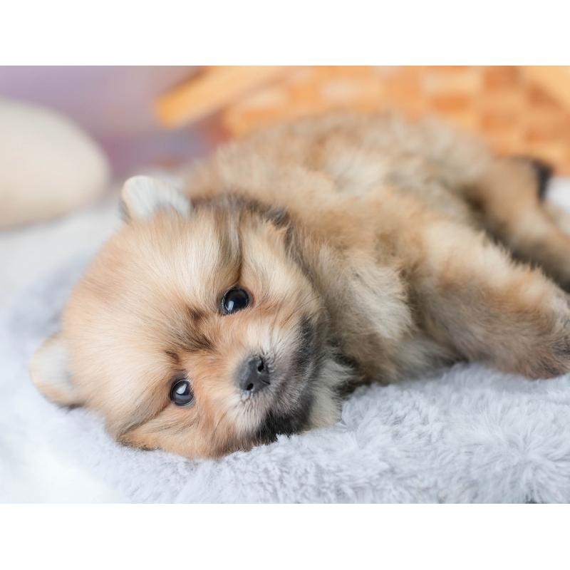 販売中の埼玉県のポメラニアン-427225の4枚目