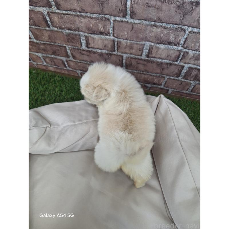 販売中の三重県のペキニーズ-427223の2枚目