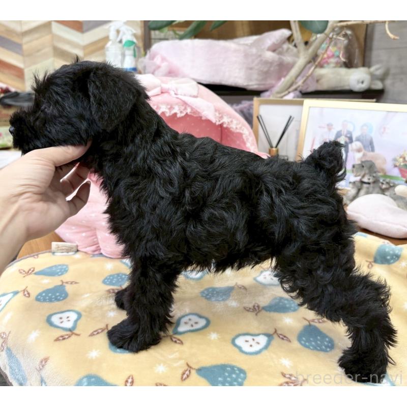 販売中の大阪府のミニチュアシュナウザー-427224の9枚目