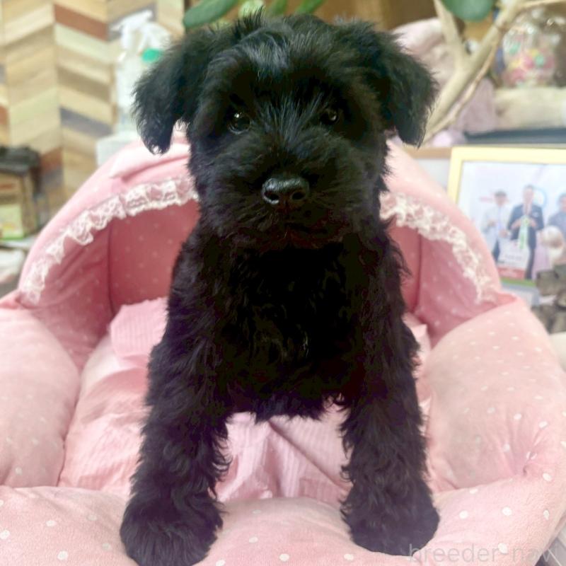 販売中の大阪府のミニチュアシュナウザー-427224の4枚目