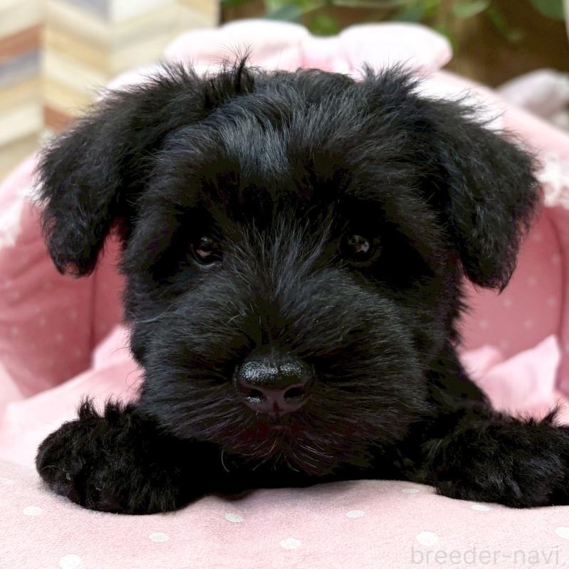 販売中の大阪府のミニチュアシュナウザー-427224の2枚目