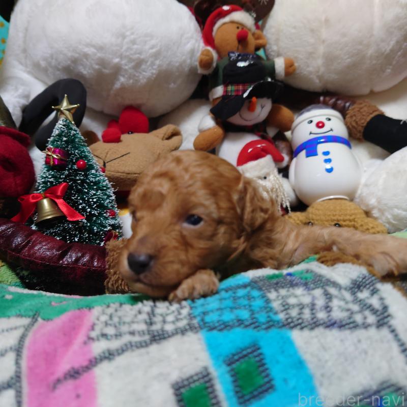 販売中の福岡県のトイプードル-427226の5枚目