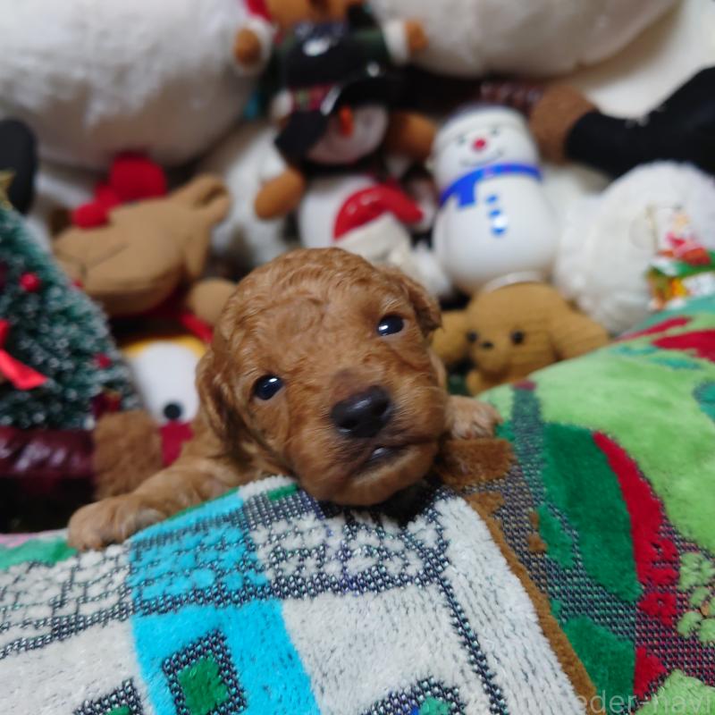 販売中の福岡県のトイプードル-427226の4枚目