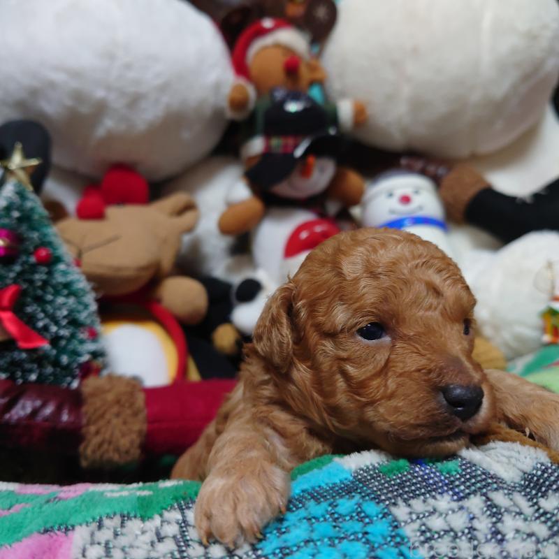 販売中の福岡県のトイプードル-427226の3枚目