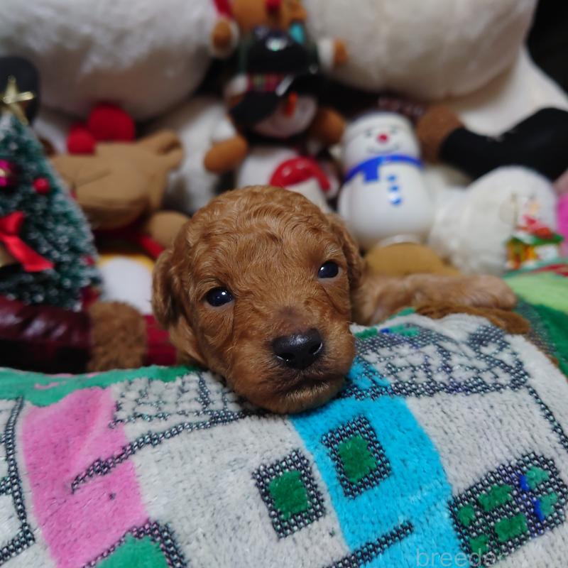 販売中の福岡県のトイプードル-427226の2枚目