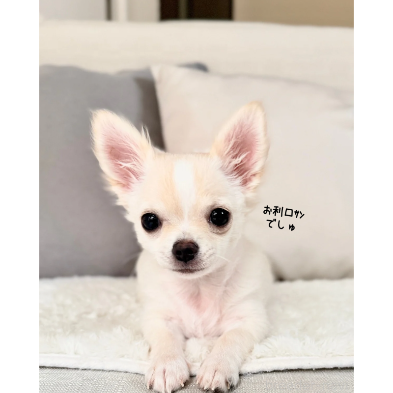 販売中の静岡県のチワワ(ロングコート)-417594の2枚目