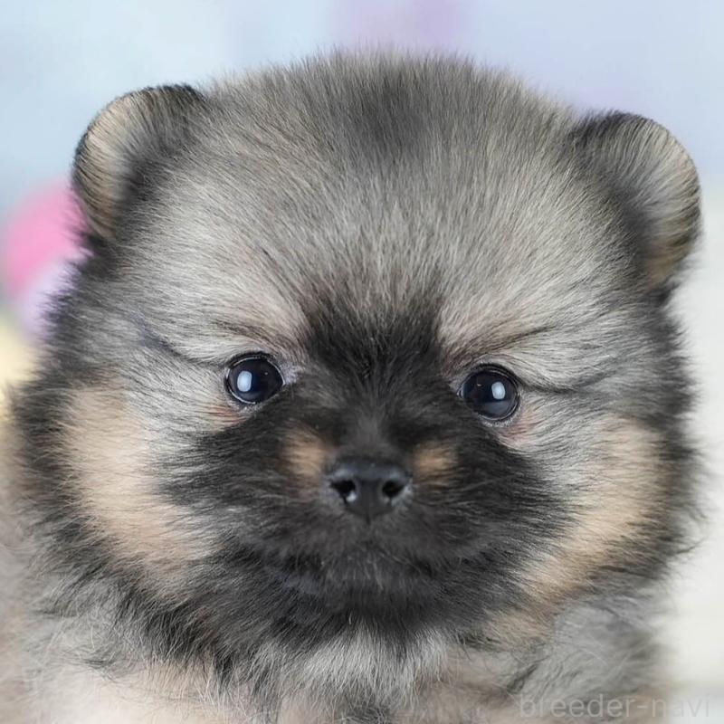 販売中の埼玉県のポメラニアン-427227