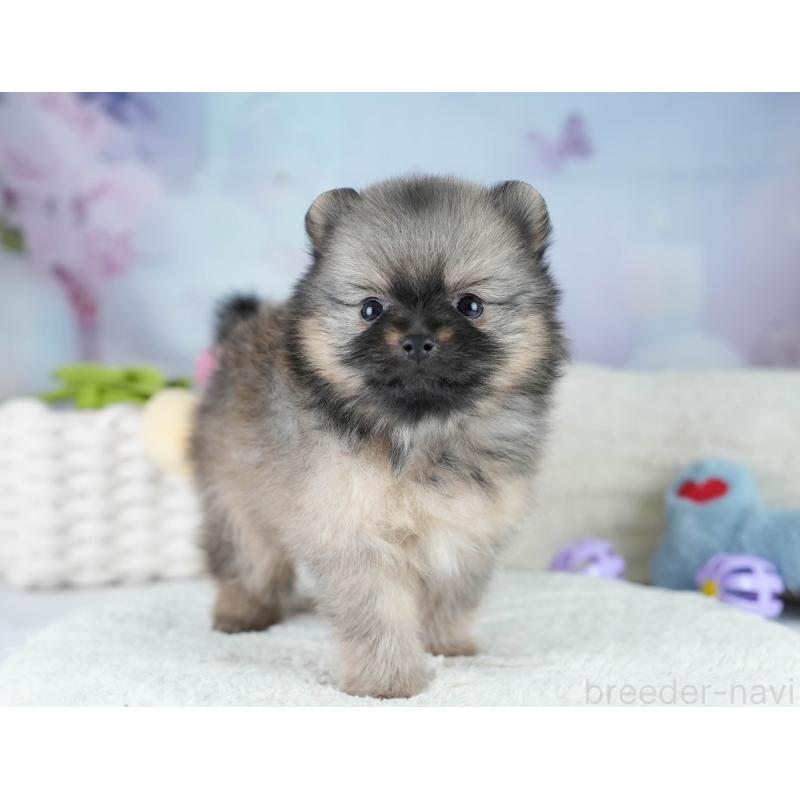 販売中の埼玉県のポメラニアン-427227の7枚目