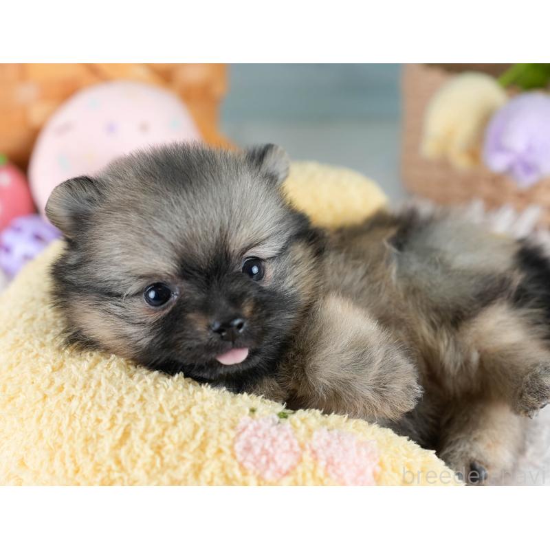 販売中の埼玉県のポメラニアン-427227の6枚目