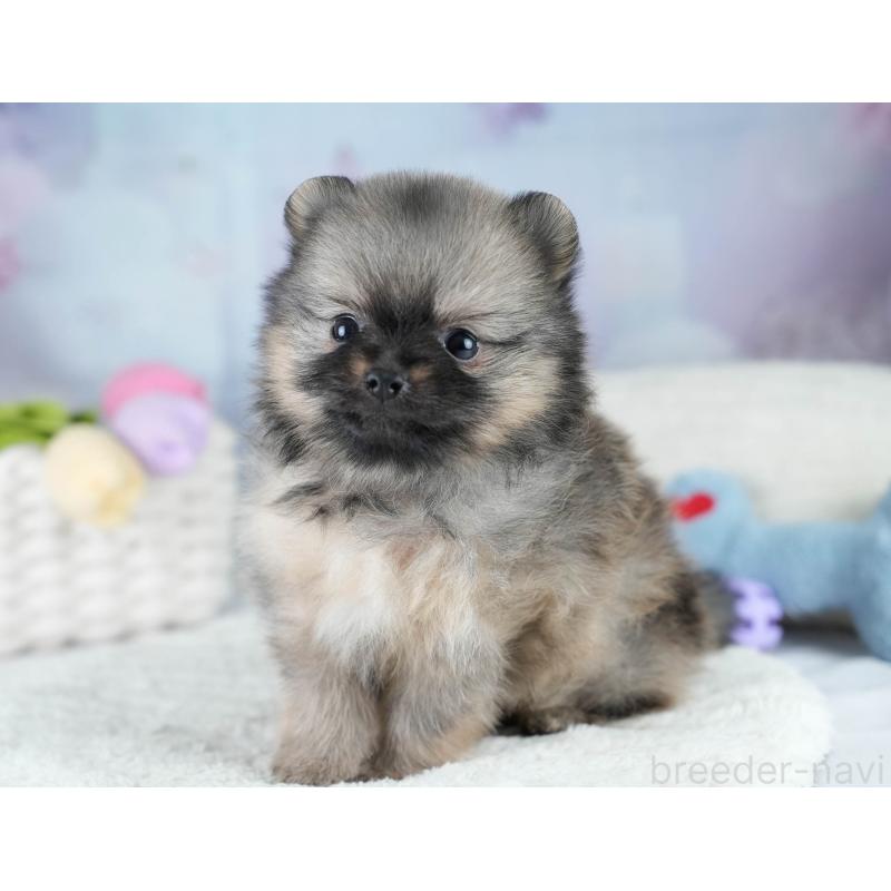 販売中の埼玉県のポメラニアン-427227の5枚目