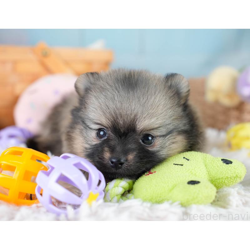 販売中の埼玉県のポメラニアン-427227の4枚目