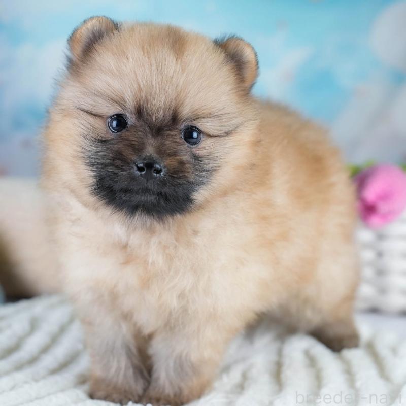 販売中の埼玉県のポメラニアン-427241