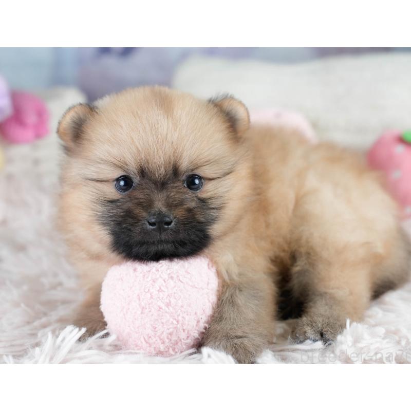 販売中の埼玉県のポメラニアン-427241の9枚目