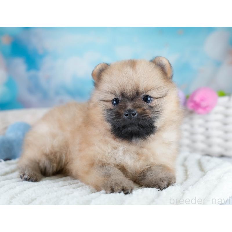 販売中の埼玉県のポメラニアン-427241の8枚目