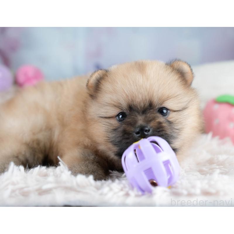 販売中の埼玉県のポメラニアン-427241の7枚目