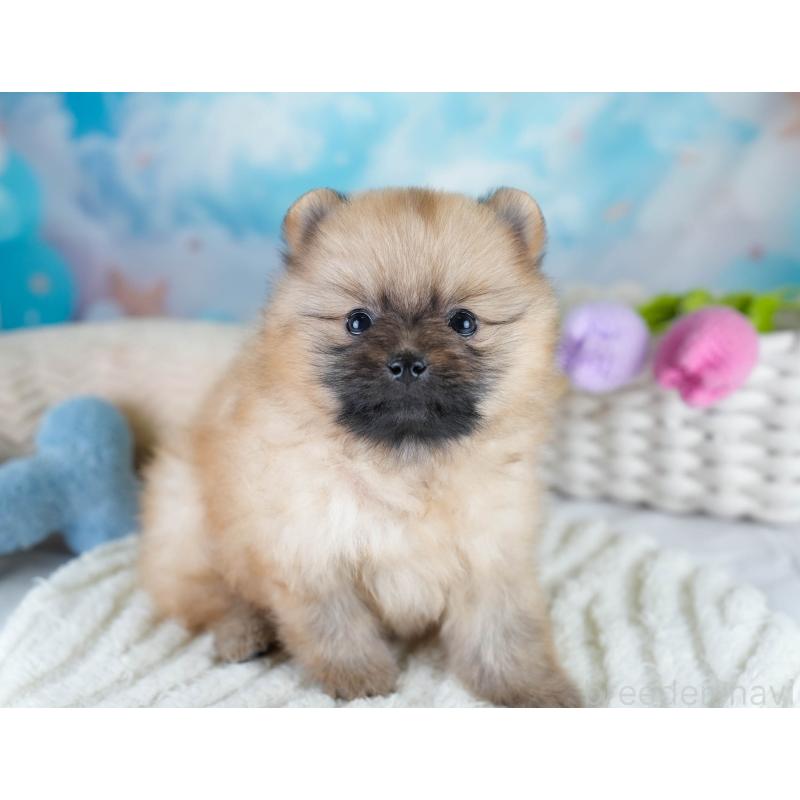 販売中の埼玉県のポメラニアン-427241の6枚目