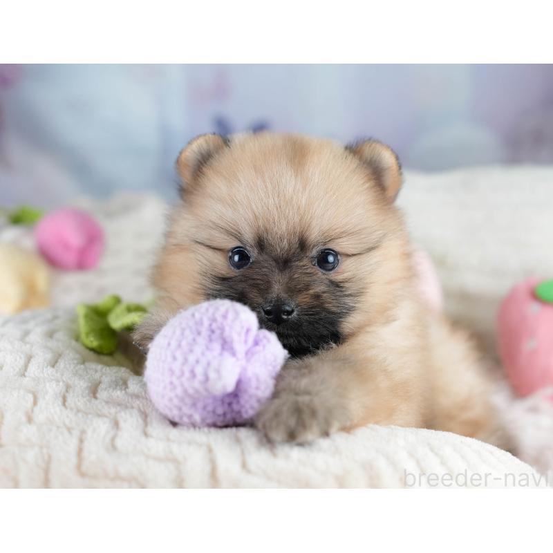 販売中の埼玉県のポメラニアン-427241の5枚目