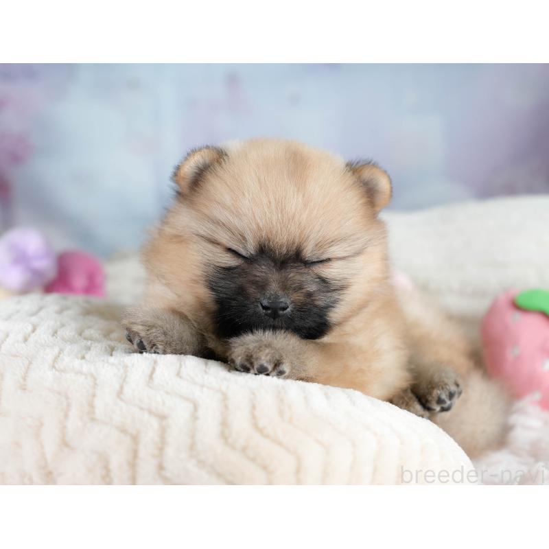 販売中の埼玉県のポメラニアン-427241の4枚目